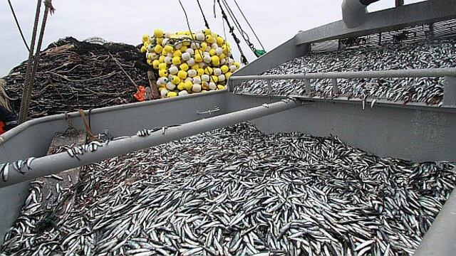 Produce: Captura de anchoveta alcanza un volumen del 97.96% del límite permitido