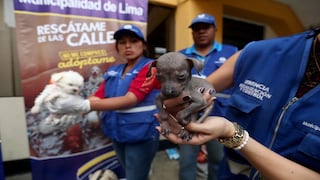 ¡Inhumanos! Vendían cachorros desnutridos y maltratados en galería del jirón Ayacucho