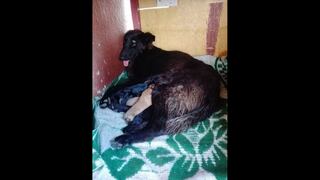 ¡Una heroína! Lazzie, la perrita que murió tratando de salvar a sus cachorros del terremoto en Loreto