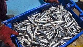 Pesca de anchoveta alcanza el 34.2% de la cuota establecida en lo que va de la segunda temporada