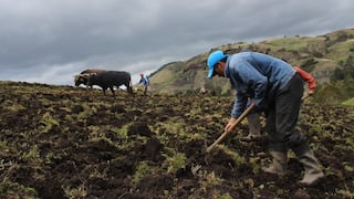 Agro Rural inicia la Campaña de Siembra de Pastos y Forrajes en Cusco