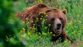 Jubilado de 78 años se salva de morir del ataque de un oso con inusual técnica