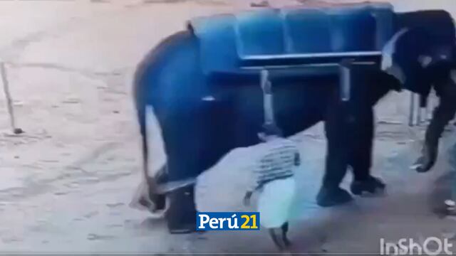 Brutal: Elefante mata a su entrenador a pisotones en respuesta a sus maltratos (VIDEO)