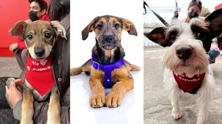 Más de 100 mascotas podrán ser adoptadas en la Segunda Jornada Nacional de Adopción