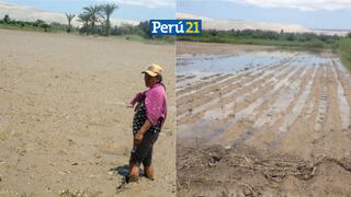 Ica: Desborde de río destruye 200 hectáreas de cultivo dejando en una difícil situación a los agricultores