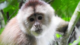Mono machín de Tumbes ingresa nuevamente a la lista de los 25 primates más amenazados del mundo