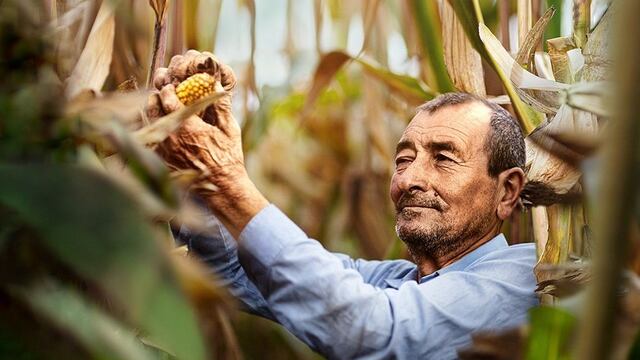 Agricultores buscan mejorar la producción del cultivo de maíz 