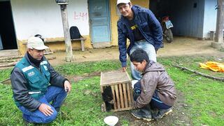 Piura: Rescatan cría de oso de anteojos que deambulaba por un caserío [Fotos]
