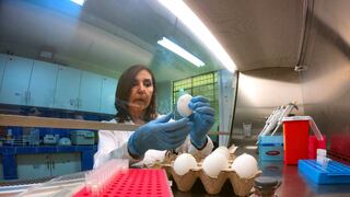 Investigadores peruanos realizan estudios para prevenir el virus de la influenza A