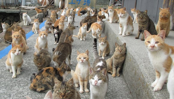 En la isla Aoshima solo hay pocos humanos, pero sí muchos gatos. (Foto: KAZUYUKI ONO / AFP)