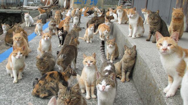 Maullidos y ronroneos: Así es la isla japonesa gobernada por gatos [FOTOS]