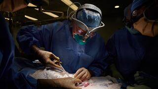 ¡Hazaña médica! Un riñón de cerdo trasplantado a un hombre funciona con normalidad