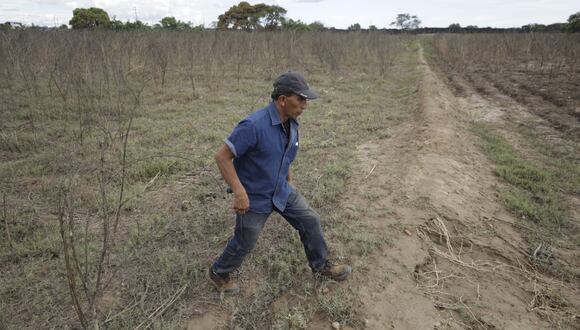 Cultivos dañados en Íllimo, en Lambayeque. (Foto: Julio Reaño/@Photo.gec).