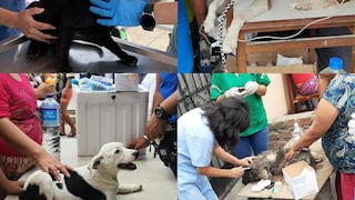 Villa El Salvador: Veterinarias voluntarias hacen esfuerzos por salvar la vida de mascotas 