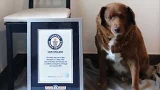 Bobi, el perro nombrado como el más viejo del mundo, perdió su récord Guinness por falta de pruebas