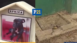 Surquillo: Perrito muere al caer a pozo sin tapa en parque ‘Chancadora’ 
