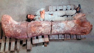 Argentina: Hallan restos del dinosaurio 'más grande de la historia'