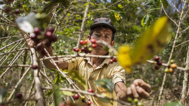 Agro Rural producirá 180,000 plantones que beneficiarán a 160 familias productoras de la región Amazonas