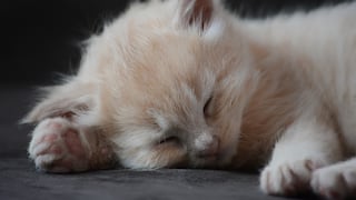 ‘Coronavirus’ felino: 300 mil gatos habrían muerto desde enero por infección en Chipre