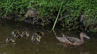 Pantanos de Villa: conoce las diez crías de pato colorado que son la atracción del área natural | FOTOS