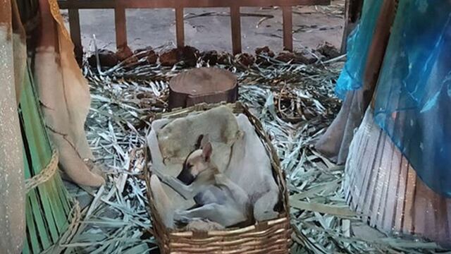 Perrito callejero encontrado dormido en un pesebre se vuelve viral y ocurre un milagro de Navidad