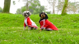 Concurso canino de disfraces en club Sinchi Roca por Fiestas Patrias: conoce AQUÍ cómo participar