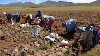 [Opinión] Juan Manuel Benites: “Agricultura bajo ataque”