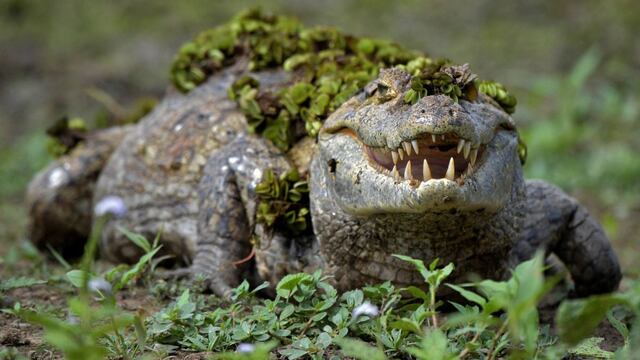 Niña de 8 años es devorada por un cocodrilo frente a sus compañeros en Indonesia