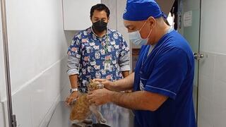Médicos veterinarios se concentrarán frente a vacunatorio en Ate para exigir vacunación COVID-19