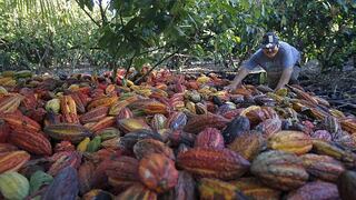 Gobierno trabaja para cacao peruano cumpla estándares de la Unión Europea