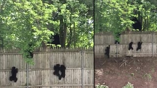 Facebook: Mira cómo estos tiernos cachorros de oso intentan escalar una cerca [VIDEO]