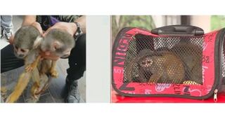 Una nuevo caso de tráfico animal: Dos monitos ardilla fueron abandonados en la calle