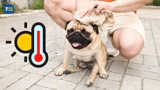Atención: Es importante proteger a tu mascota de los golpes de calor