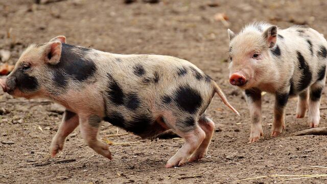 Carrera de cerdos en Carolina del Sur se vuelve viral por su hilarante final anticlimático