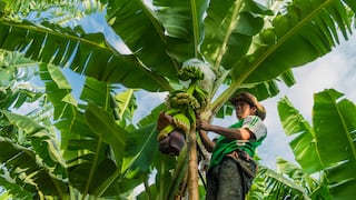 Instalan primer clúster de banano orgánico del Perú que trabajará con el 40% de productores locales en Piura