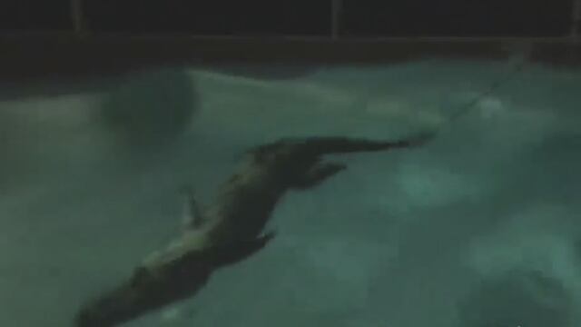 Mujer pasó el susto de su vida al ver un cocodrilo en piscina de su residencia en la Florida