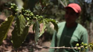 Sierra Exportadora: Se esperan US$28 millones en ventas en región Amazonas