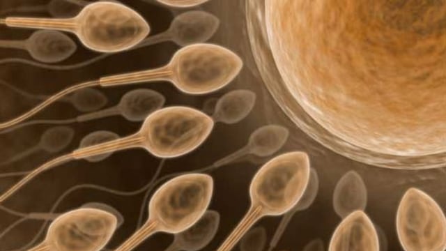 Gen ligado al esperma ayudaría a crear nuevo anticonceptivo masculino
