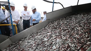 Segunda temporada de pesca de anchoveta empezaría a fines de octubre, según Produce