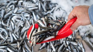 Autorizan inicio de temporada de pesca de anchoveta en el norte-centro del país para el 2022