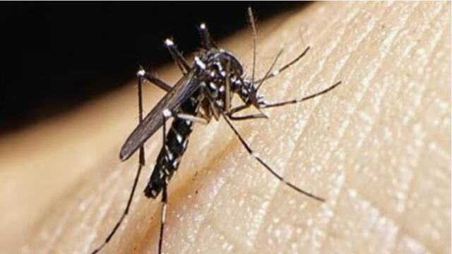 Dengue: OMS recomienda primera vacuna contra esta enfermedad