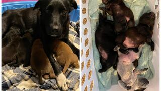 Una perra rescatada de la calle adopta a cachorros huérfanos tras perder su propia camada