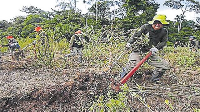 El narcotráfico deforesta amplios territorios de la Amazonía peruana