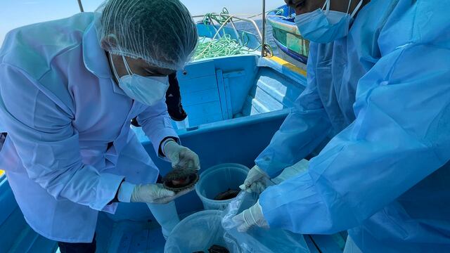 Sanipes potenciará exportación de conchas de abanico de más de 150 asociaciones maricultoras en Piura