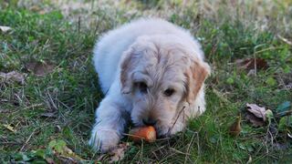 Día Mundial del Perro: Consejos y productos esenciales para dar la bienvenida a tu nueva mascota