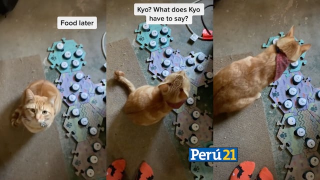 Kyo, el gatito sensación de Tik Tok que se comunica con sus dueños mediante botones de voz