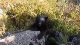Montañista ahuyenta a un oso a puñetes y patadas [VIDEO]