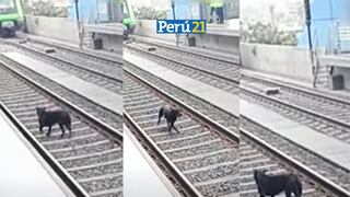 Perrito ingresa a vías de la Línea 1 del Metro de Lima y detiene el servicio
