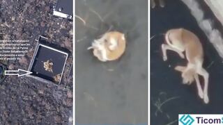 España: Lava en La Palma aisló a unos perros y empresas los alimentan con drones [VIDEO]
