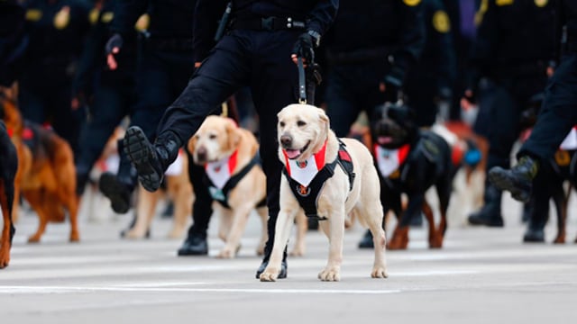 Brigada canina de la Policía Nacional se lució en Parada Militar
